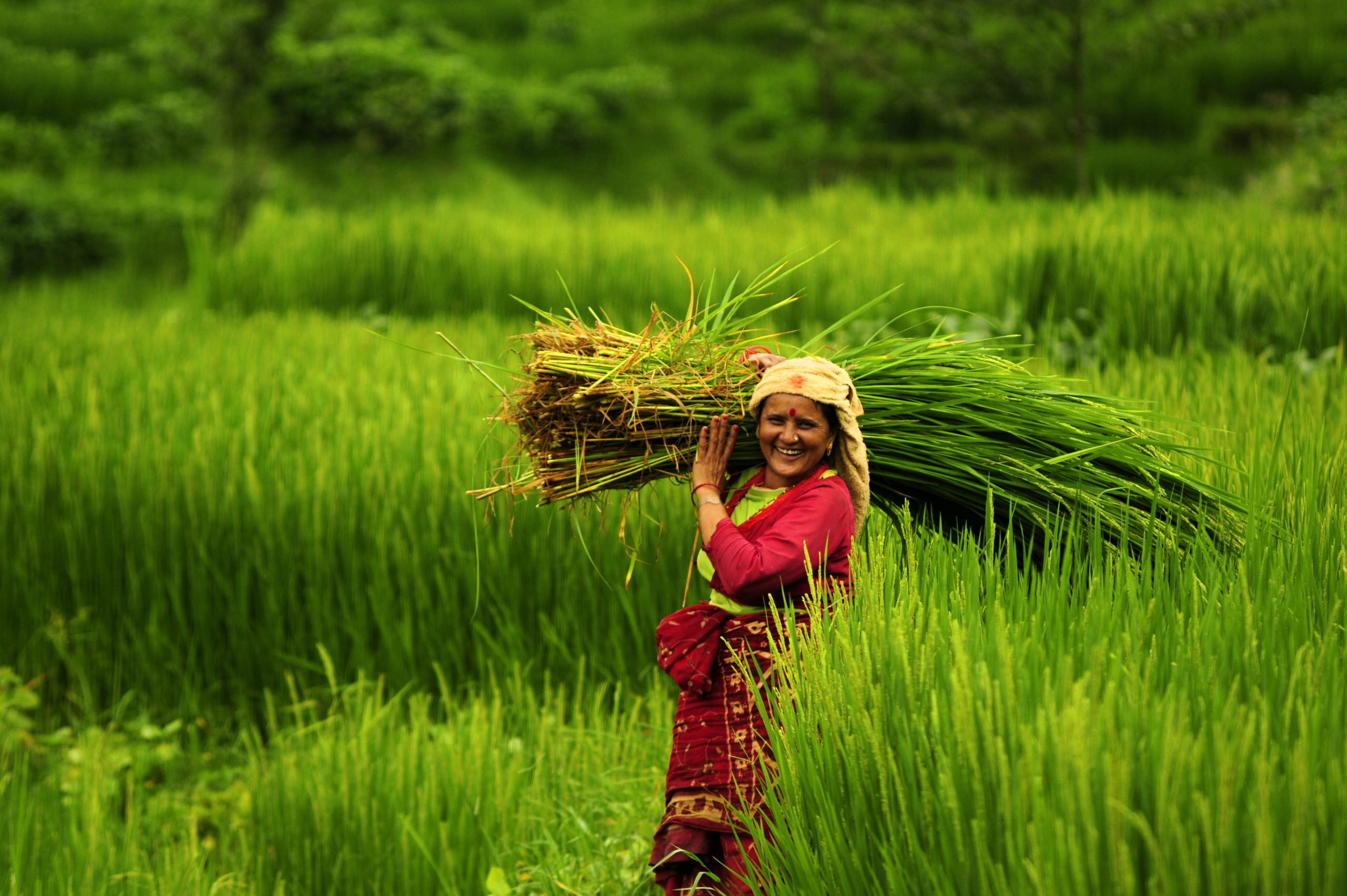 You are currently viewing Innovation in climate-smart agriculture